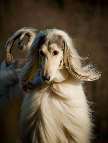 Las 10 razas de perros más antiguas que existen 1 Las 10 razas de perros más antiguas que existen MiPet.pe