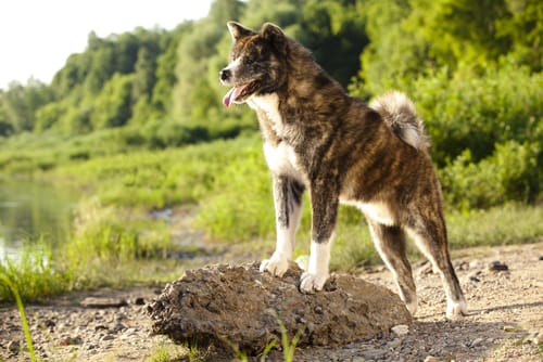 Las 10 razas de perros más antiguas que existen 2 Las 10 razas de perros más antiguas que existen 1 MiPet.pe