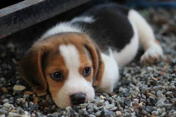 7 DATOS CURIOSOS QUE NO SABÍAS DE TU PERRO 5 7 DATOS CURIOSOS QUE NO SABÍAS DE TU PERRO 4 MiPet.pe
