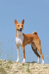 Las 10 razas de perros más antiguas que existen 3 Las 10 razas de perros más antiguas que existen 2 MiPet.pe