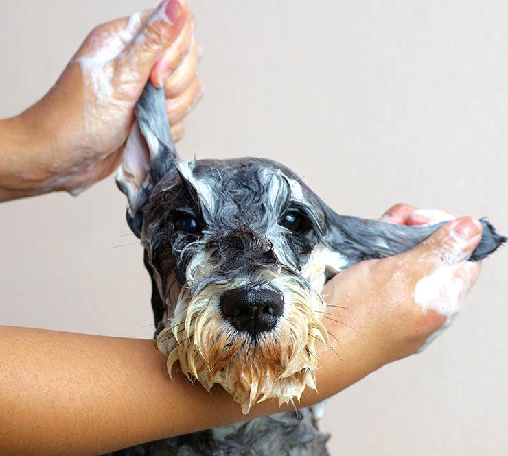 8️⃣ Consejos para el aseo personal de mascotas en casa. 2 8️⃣ Consejos para el aseo personal de mascotas en casa. 1 MiPet.pe