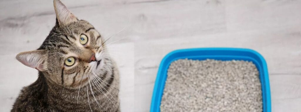 Avances en la detección temprana de cálculos urinarios del gato 4 Avances en la detección temprana de cálculos urinarios del gato 3 MiPet.pe