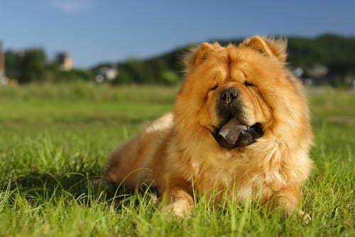 Las 10 razas de perros más antiguas que existen 5 Las 10 razas de perros más antiguas que existen 4 MiPet.pe