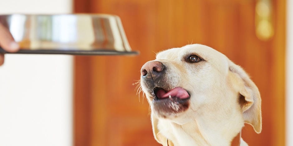 Cómo alimentar a tu perro Adulto Mayor 7 + 1 MiPet.pe
