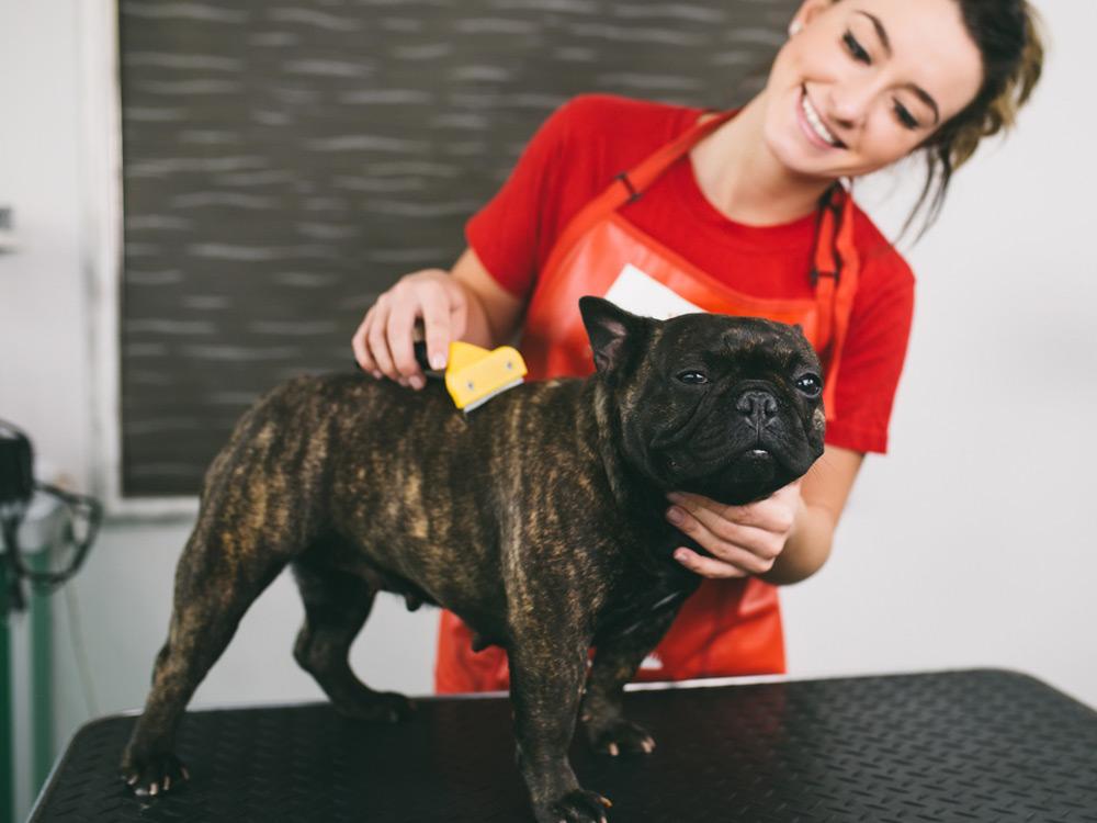 Consejos para cepillar a tu perro 1 MiPet.pe