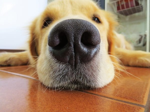 La nariz fría de su perro puede detectar realmente el calor! 😲 2 La nariz fría de su perro puede detectar realmente el calor! 😲 1 MiPet.pe