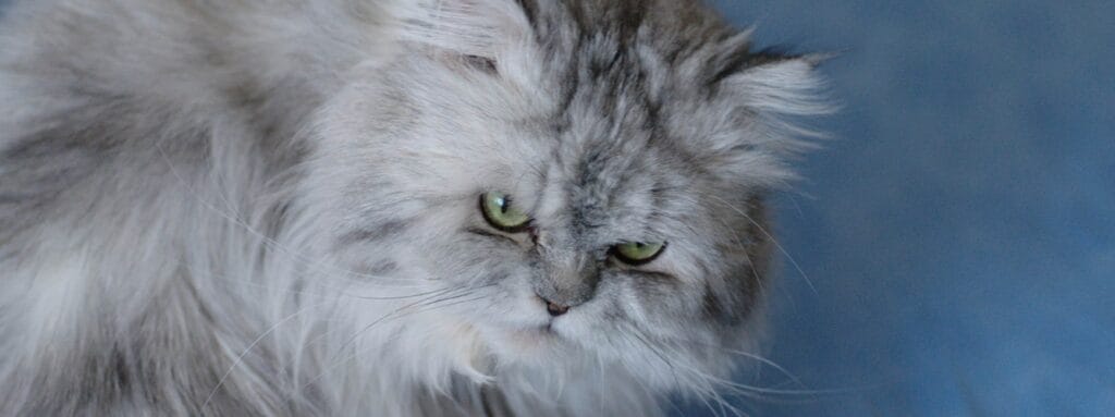 Cerca de dos tercios de los gatos persas sufren problemas de salud 3 Cerca de dos tercios de los gatos persas sufren problemas de salud 2 MiPet.pe