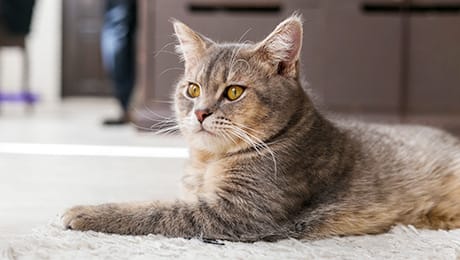 La Esterilización de gatos y gatitos. 2 MiPet.pe