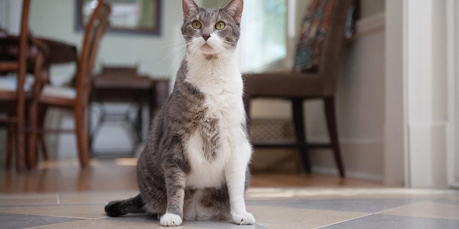 ¿Tu gato tiene sobrepeso? 2 MiPet.pe