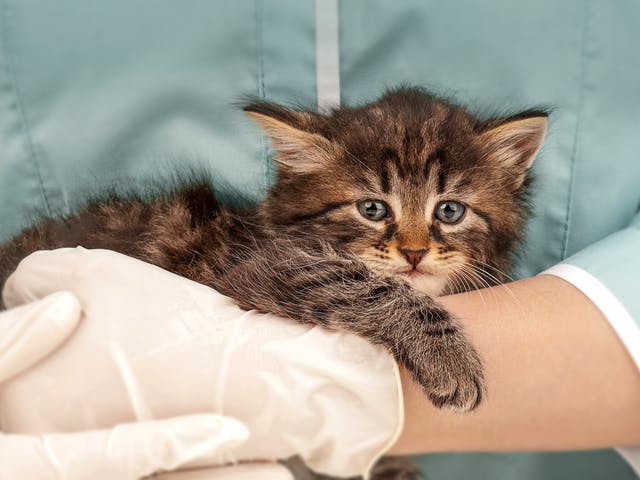 Cuidar la salud de tu gatito! MiPet.pe
