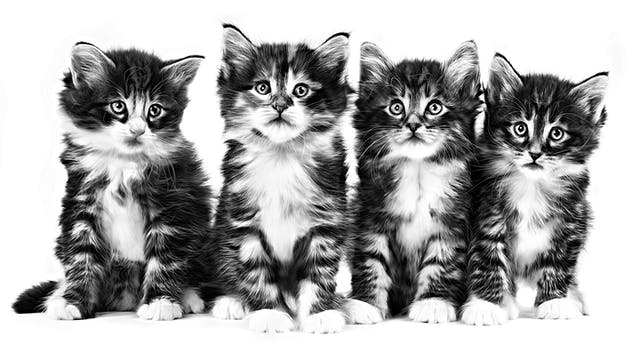 Cuidar la salud de tu gatito! 4 MiPet.pe