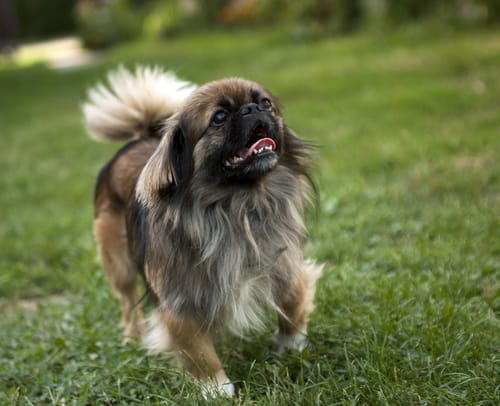 Las 10 razas de perros más antiguas que existen 6 Las 10 razas de perros más antiguas que existen 5 MiPet.pe