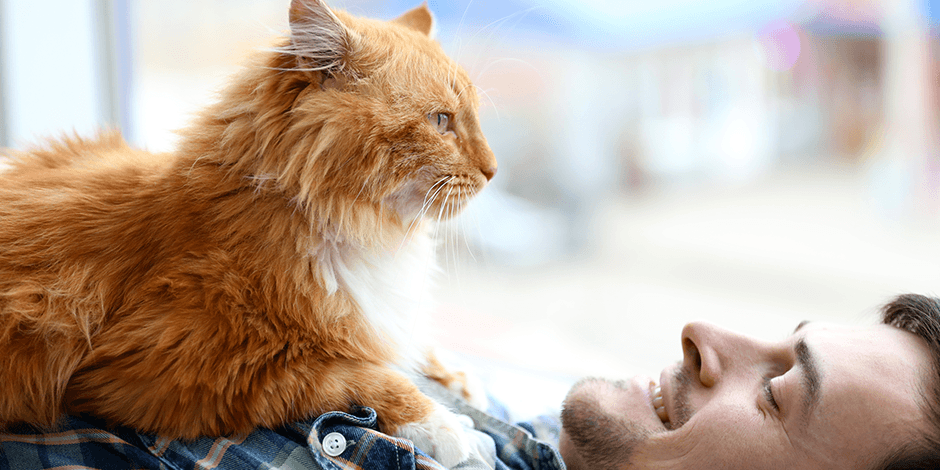 ¿Cómo muestran amor los gatos? MiPet.pe
