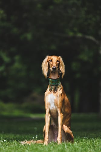 Las 10 razas de perros más antiguas que existen 7 Las 10 razas de perros más antiguas que existen 6 MiPet.pe