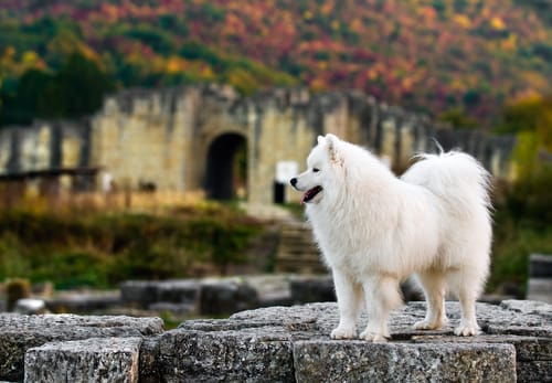 Las 10 razas de perros más antiguas que existen 8 Las 10 razas de perros más antiguas que existen 7 MiPet.pe