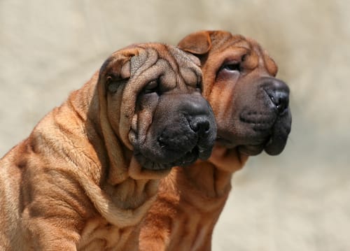 Las 10 razas de perros más antiguas que existen 4 Las 10 razas de perros más antiguas que existen 3 MiPet.pe