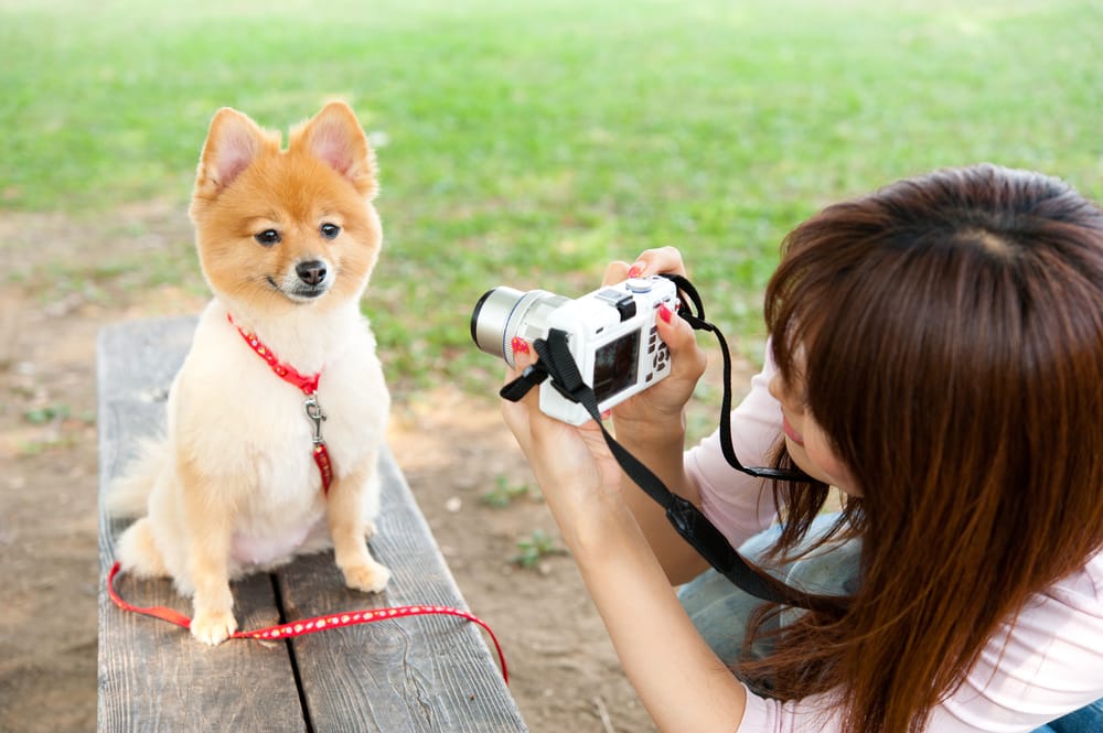 5 consejos para tomar fotos espectaculares de tu perro. 2 5 consejos para tomar fotos espectaculares de tu perro. 1 MiPet.pe