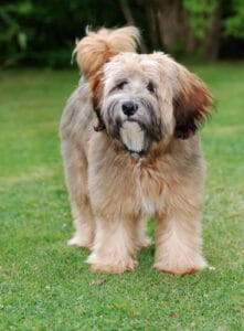 Las 10 razas de perros más antiguas que existen 10 Las 10 razas de perros más antiguas que existen 9 MiPet.pe