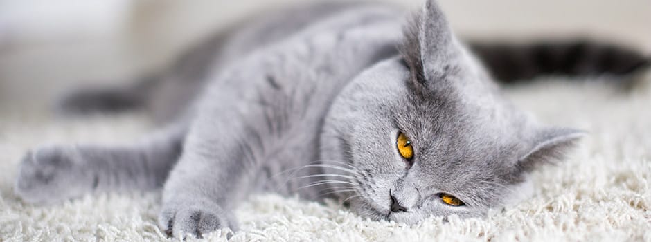 BENEFICIOS DE TENER UN GATO 🐱 5 BENEFICIOS DE TENER UN GATO 🐱 4 MiPet.pe