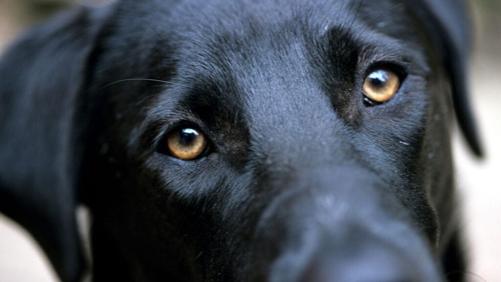 ¿Cómo ven los perros? Nos ponemos en sus ojos 3 ¿Cómo ven los perros? Nos ponemos en sus ojos 2 MiPet.pe