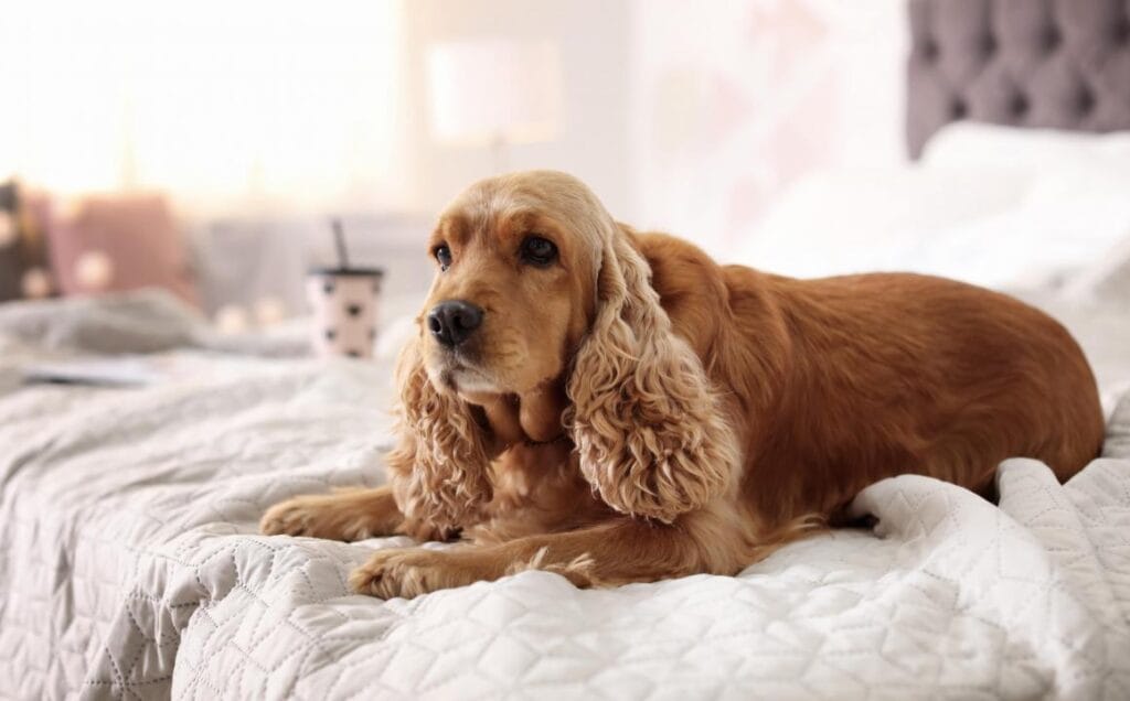 ALERGIAS EN PERROS 🐶 1 ALERGIAS EN PERROS 🐶 MiPet.pe