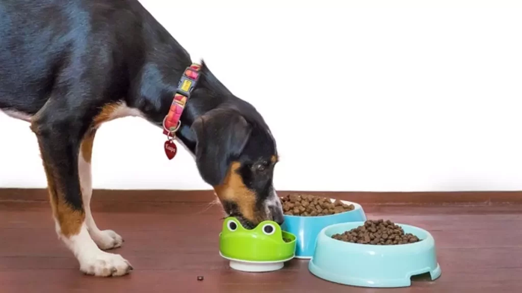 Comida de Mascotas: Más que Solo Alimento MiPet.pe
